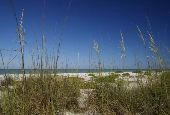 sand dunes