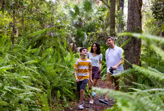 mamá, papá e hijo caminando por un exuberante sendero verde en la reserva de caloosahatchee creeks