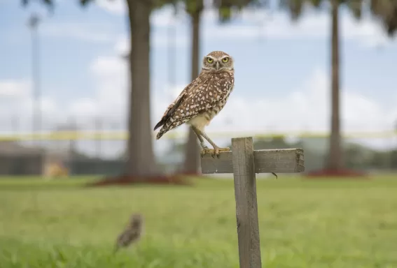 Kanincheneule in Cape Coral stehend auf Holzkreuz