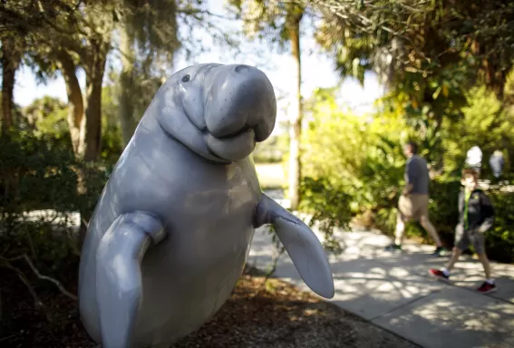 Una estatua de un manatí recibe a los visitantes en Manatee Park