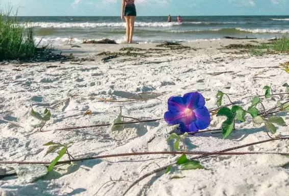 Blume Sand Frau Ozeanwellen Wolken