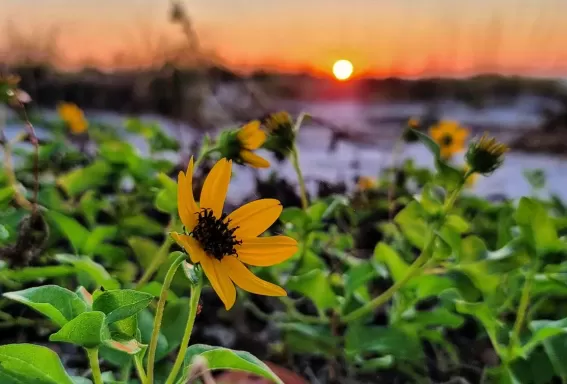 Flores en la playa al atardecer