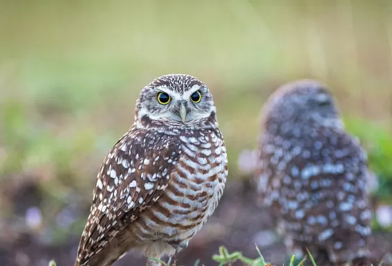 Bird Burrowing Owl Nature