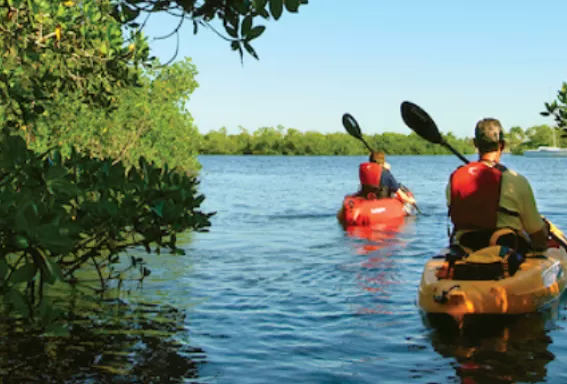 2 personnes pagayent dans une forêt de mangrove