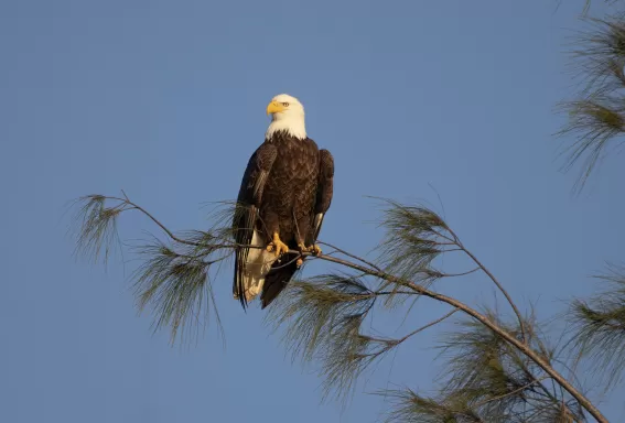 Aigle assis sur une branche d’arbre