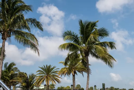 palmiers verts et ciel bleu avec des nuages ​​blancs