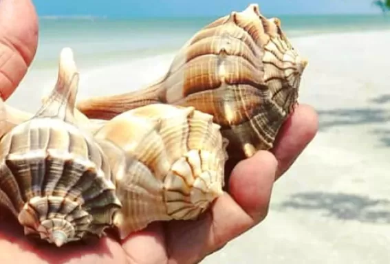 Seashell treasures
