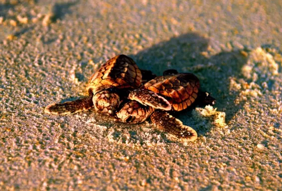 Pair of sea turtles on beach