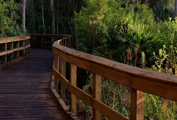 wood walk way