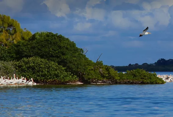 Island with a bird