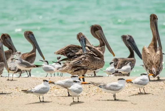 des oiseaux