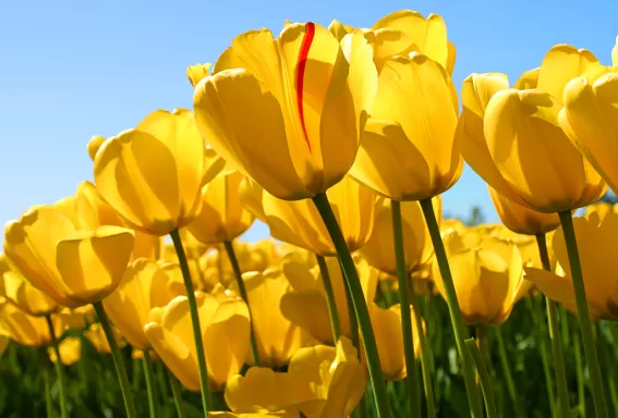 hermosos tulipanes amarillos