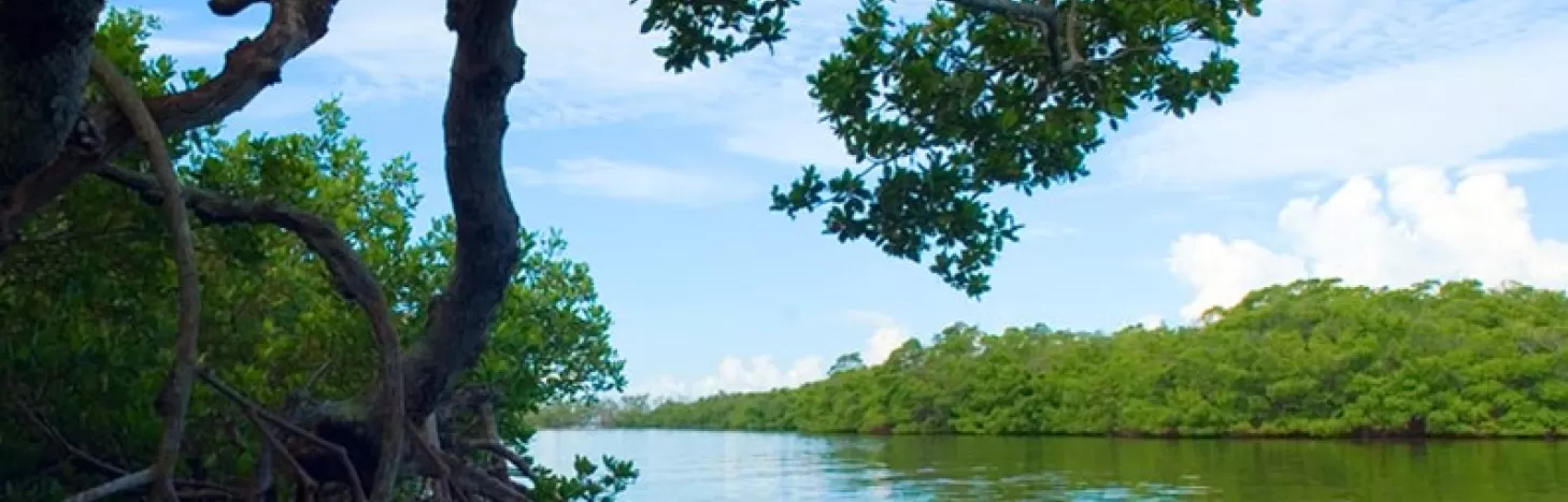 mangrove