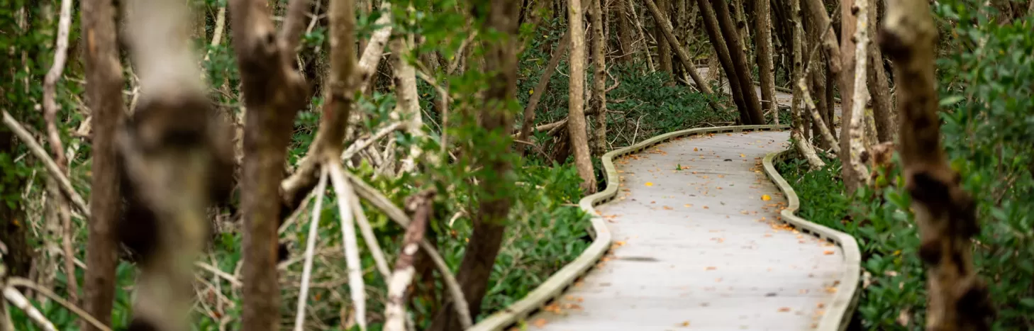 Ein Holzsteg durchschneidet einen Mangrovenwald
