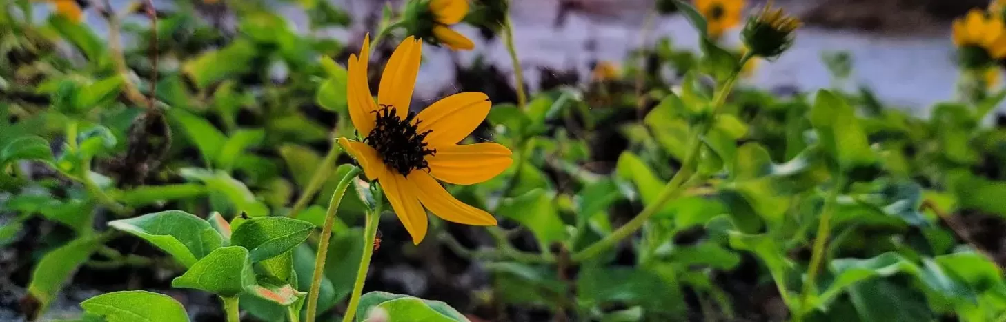 Blumen am Strand bei Sonnenuntergang