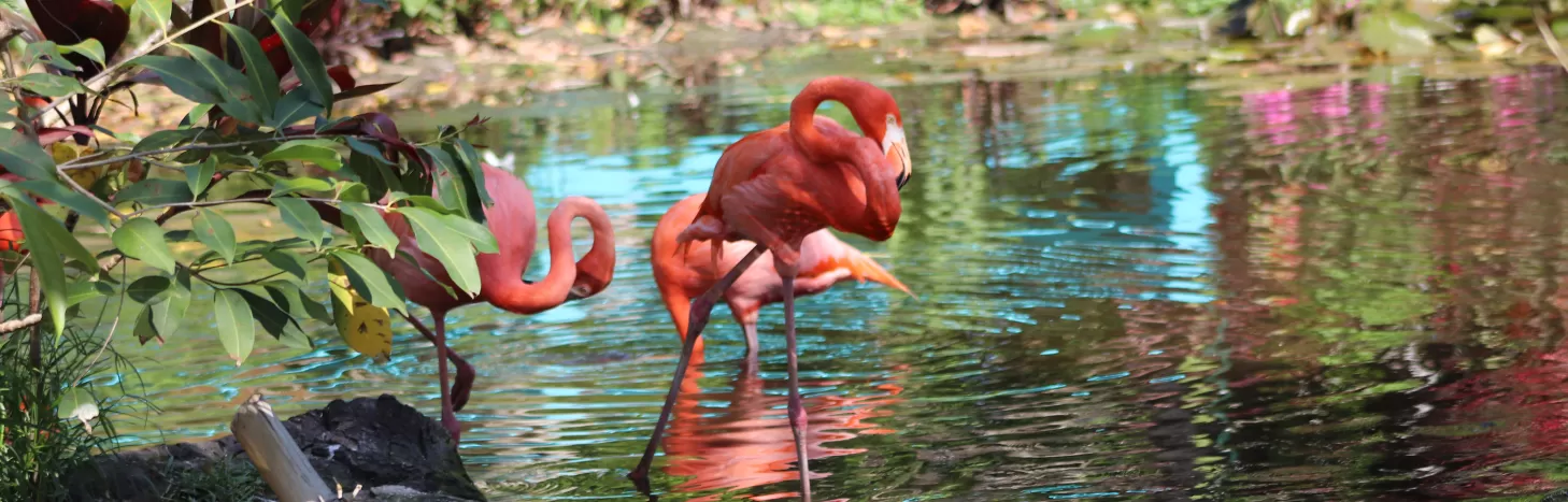 Lagon des flamants roses