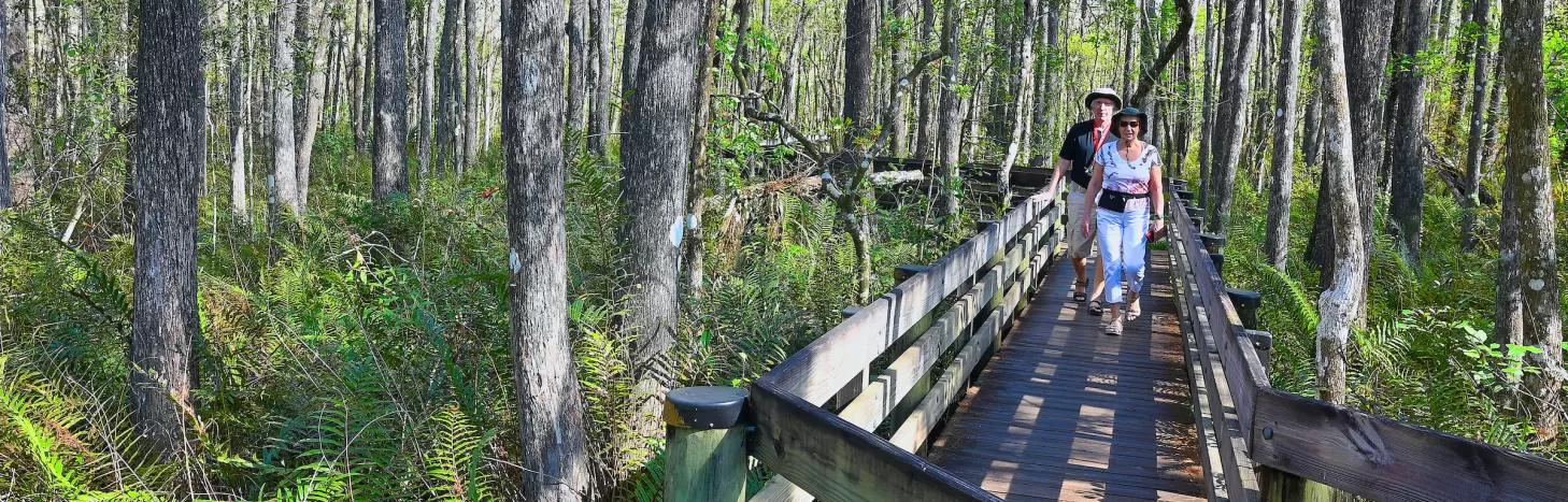 People walk down the boardwalk at the Six Mile Cypress Slough Preserve