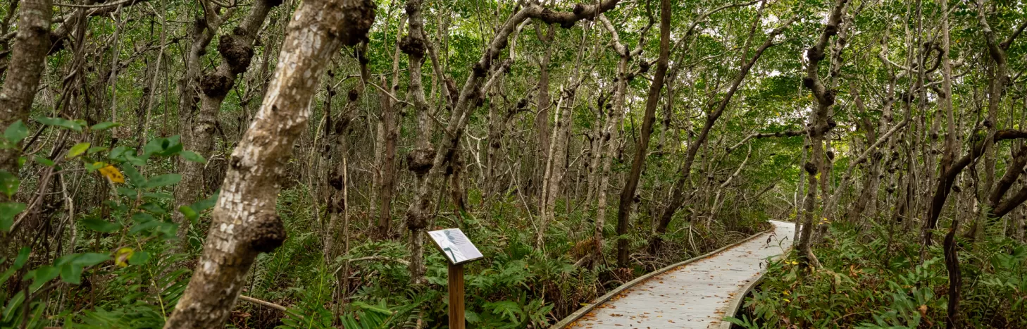 Entdecken Sie die Naturwunder von Cape Coral