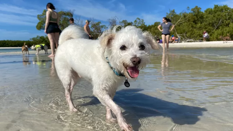 Heureux sur Dog Beach