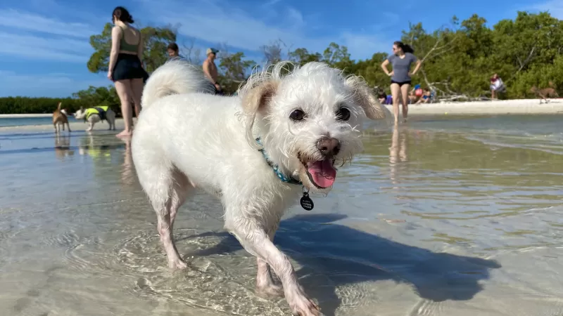 Glücklich am Hundestrand