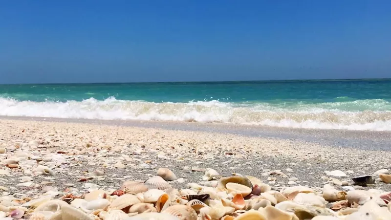 Coquilles Sanibel