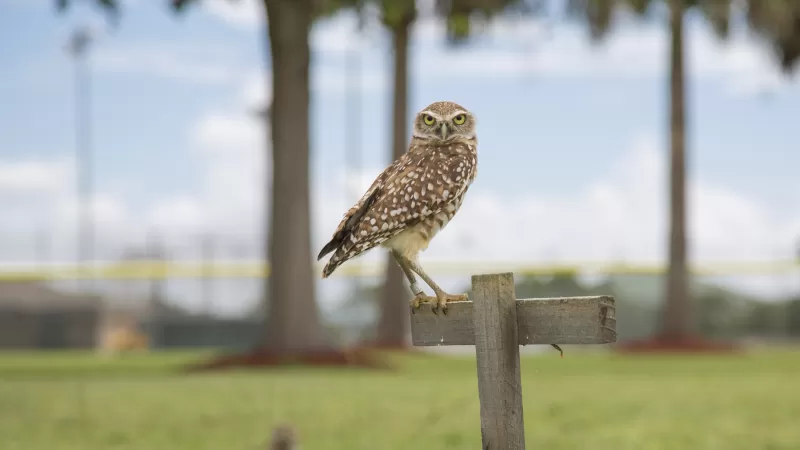 Kanincheneule in Cape Coral stehend auf Holzkreuz