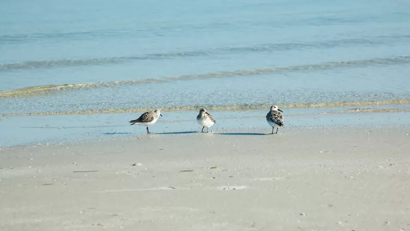 Bowditch Point Park Sandpipers