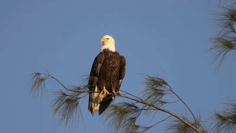 Águila sentada en la rama de un árbol