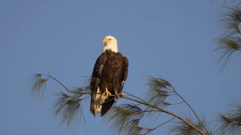 Aigle assis sur une branche d’arbre