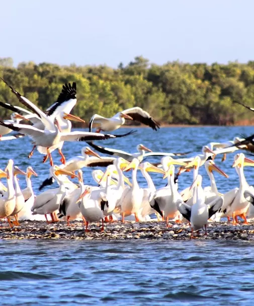 BirdsWildlifePelicansNature_BocaGrande_OuterIslands_coraphotography__2021_05.jpg
