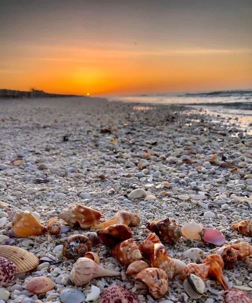 MuschelnSonnenuntergangStrand_Sanibel_marcia.l.mitchell_2021_05.jpg