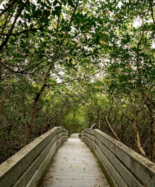 A boardwalk through a mangrove forest at Four Mile Cove