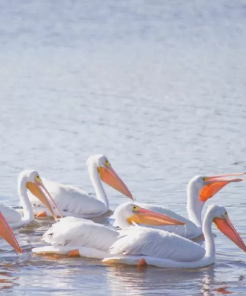Ein Schwarm weißer Pelikane genießt das ruhige Wasser