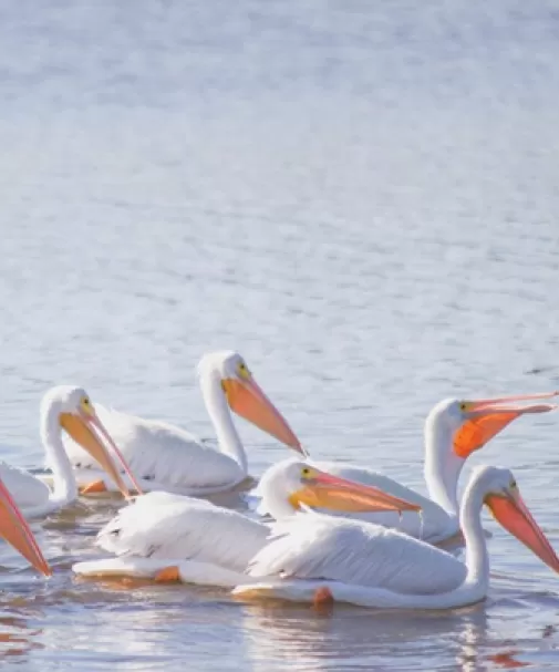 Un troupeau de pélicans blancs profite des eaux calmes