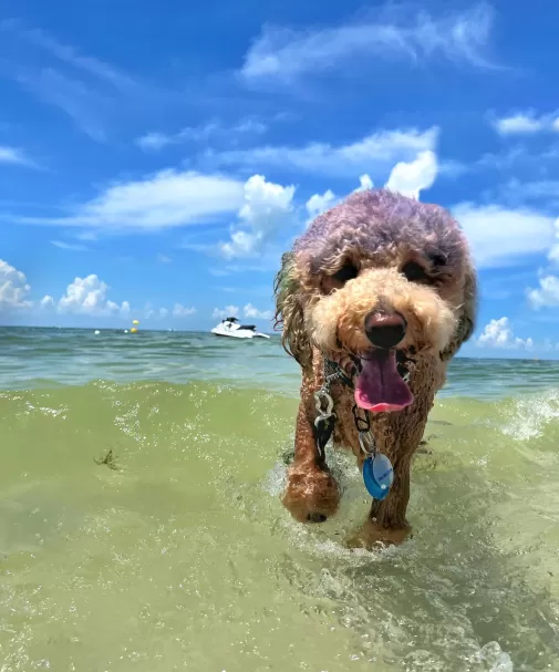 dog in water