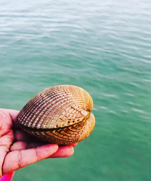 shell