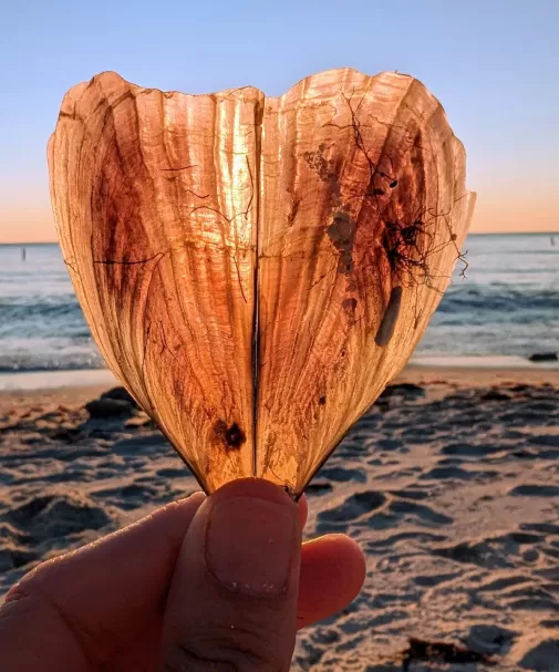 Beach Shells Sunset