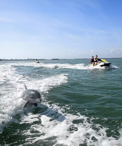 Ein Delphin und ein kleines Boot in der Mitte eines Gewässers