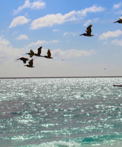 Birds fly across the sky above a sparking waterway