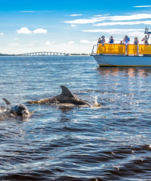 Cruise passengers see dolphins in the water