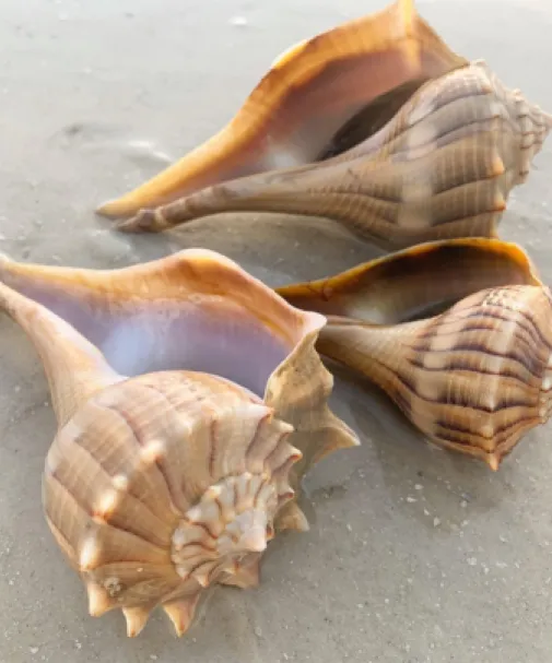 Large shells on a remote island