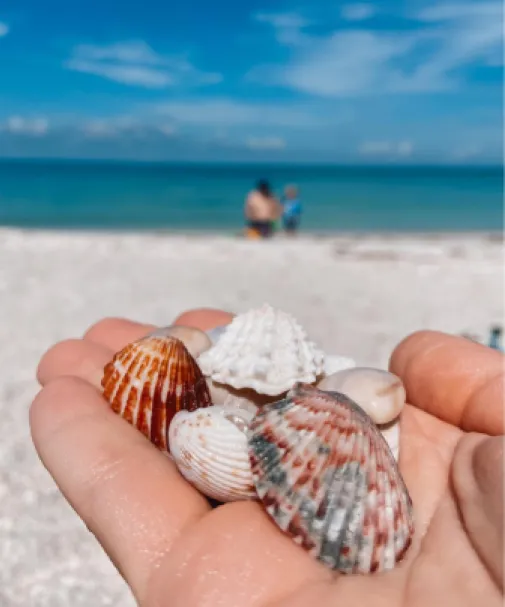 A hand full of seashells