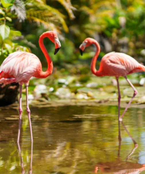 Stunning flamingoes at Wonder Gardens