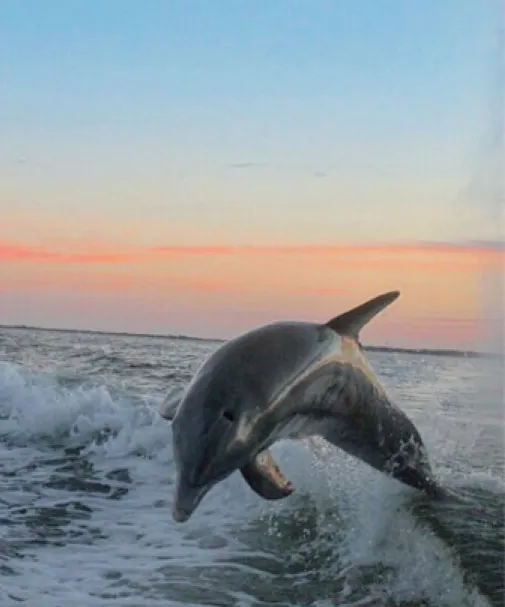A dolphin jumps in the wake of a boat at sunset
