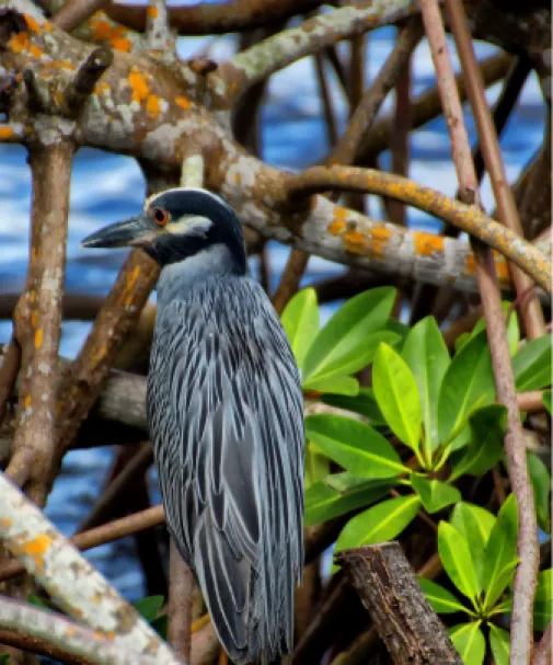 A shore bird sits in the mangroves