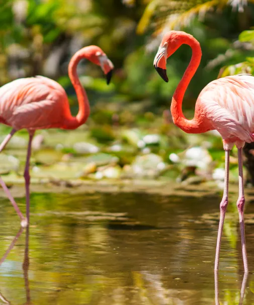 Flamingos wade through water at Wonder Gardens.