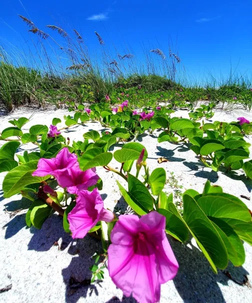 beach flowers