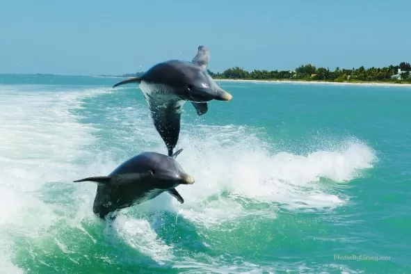 dolphins