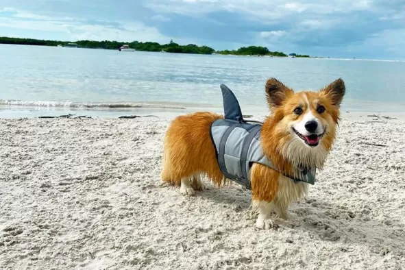 An adorable dog is enjoying his day at Dog Beach