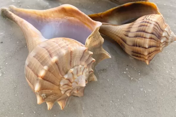 Seashell treasures on Bowman's Beach